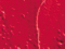 Just Red